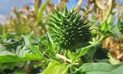 Gokhru (Gokshura): The Ayurvedic Herb for Vitality, Kidney Health & Hormonal Balance